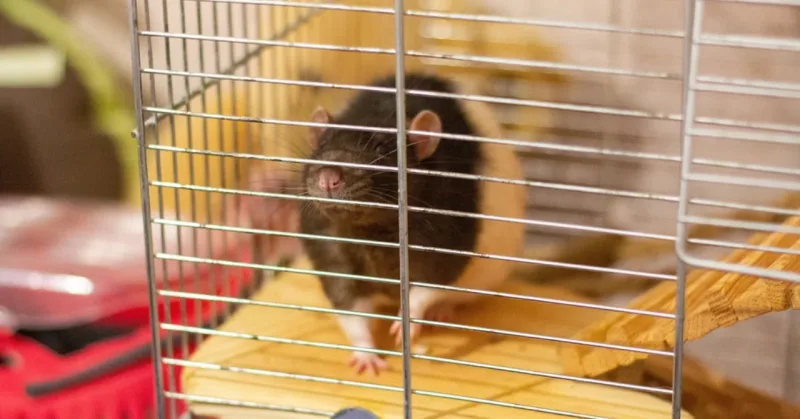 What Is the Rat Park Experiment? The Surprising Link Between Loneliness and Addiction